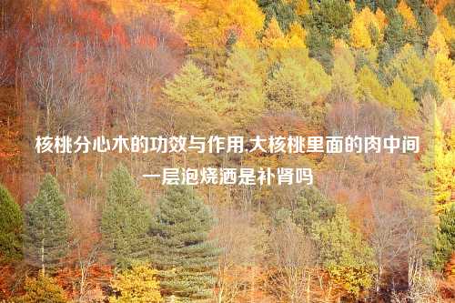 核桃分心木的功效与作用,大核桃里面的肉中间一层泡烧洒是补肾吗