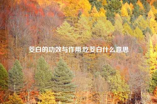 茭白的功效与作用,吃茭白什么意思