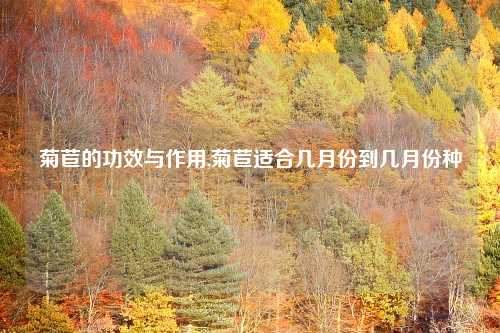 菊苣的功效与作用,菊苣适合几月份到几月份种