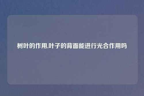 树叶的作用,叶子的背面能进行光合作用吗