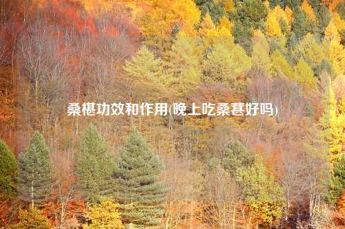 桑椹功效和作用(晚上吃桑葚好吗)