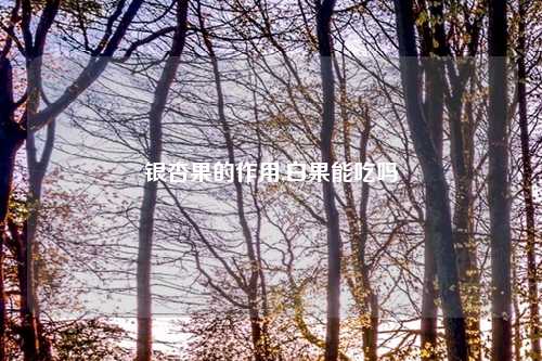 银杏果的作用,白果能吃吗
