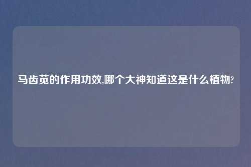 马齿苋的作用功效,哪个大神知道这是什么植物?