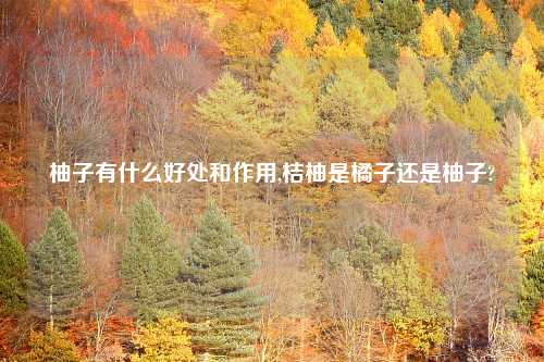 柚子有什么好处和作用,桔柚是橘子还是柚子?