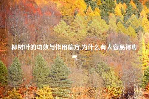柳树叶的功效与作用偏方,为什么有人容易得脚气