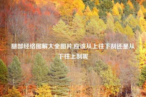 腿部经络图解大全图片,应该从上往下刮还是从下往上刮呢