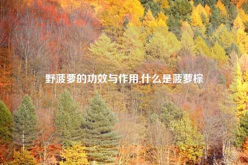 野菠萝的功效与作用,什么是菠萝棕