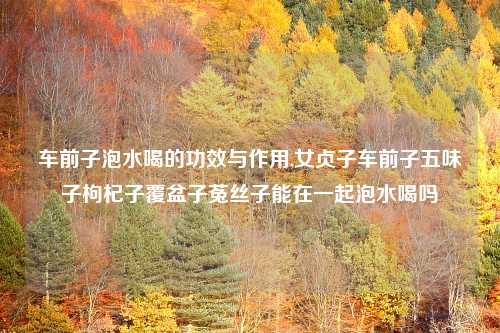 车前子泡水喝的功效与作用,女贞子车前子五味子枸杞子覆盆子菟丝子能在一起泡水喝吗
