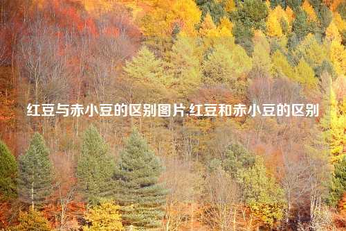 红豆与赤小豆的区别图片,红豆和赤小豆的区别