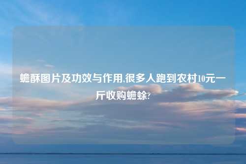 蟾酥图片及功效与作用,很多人跑到农村10元一斤收购蟾蜍?