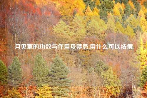月见草的功效与作用及禁忌,用什么可以祛痘