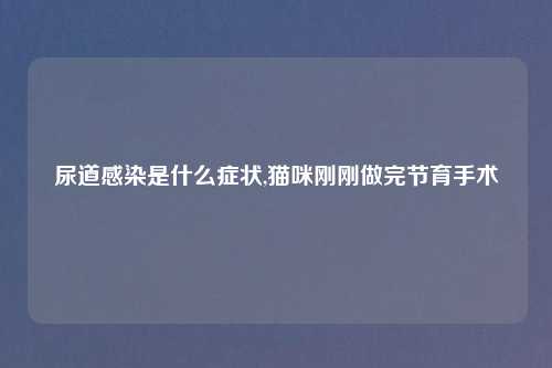 尿道感染是什么症状,猫咪刚刚做完节育手术