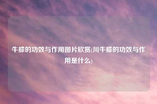 牛膝的功效与作用图片欣赏(川牛膝的功效与作用是什么)