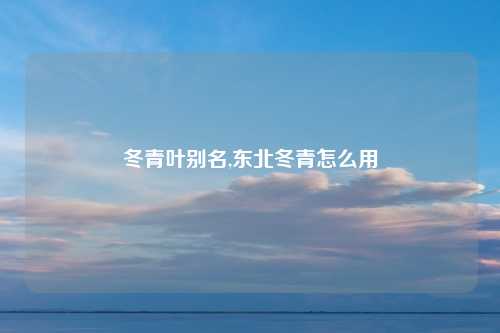 冬青叶别名,东北冬青怎么用