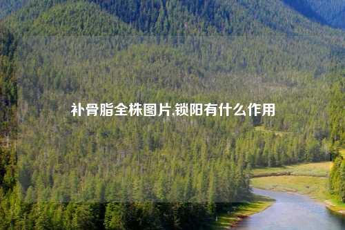 补骨脂全株图片,锁阳有什么作用