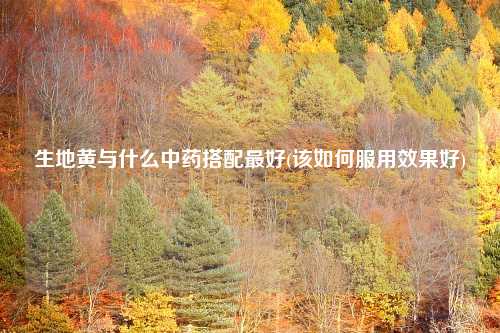 生地黄与什么中药搭配最好(该如何服用效果好)