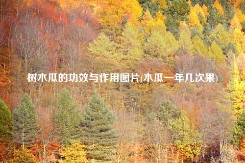树木瓜的功效与作用图片(木瓜一年几次果)