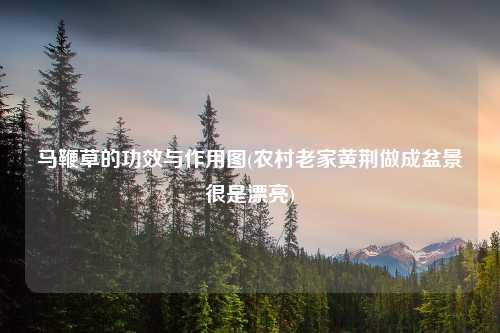马鞭草的功效与作用图(农村老家黄荆做成盆景很是漂亮)