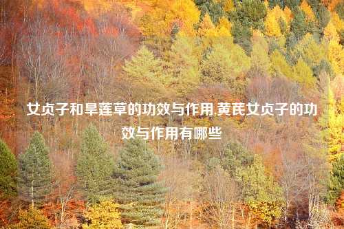 女贞子和旱莲草的功效与作用,黄芪女贞子的功效与作用有哪些