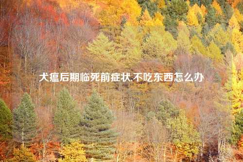 犬瘟后期临死前症状,不吃东西怎么办