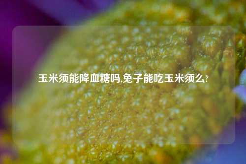 玉米须能降血糖吗,兔子能吃玉米须么?