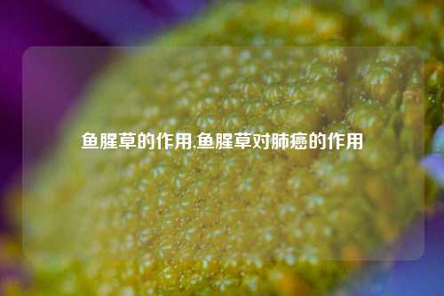 鱼腥草的作用,鱼腥草对肺癌的作用