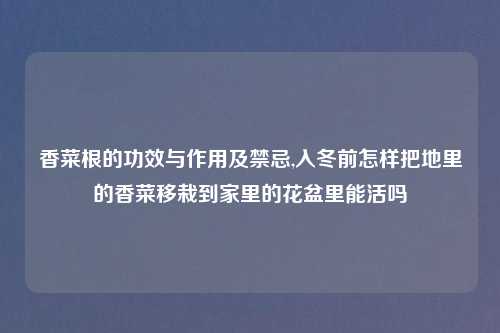 香菜根的功效与作用及禁忌,入冬前怎样把地里的香菜移栽到家里的花盆里能活吗
