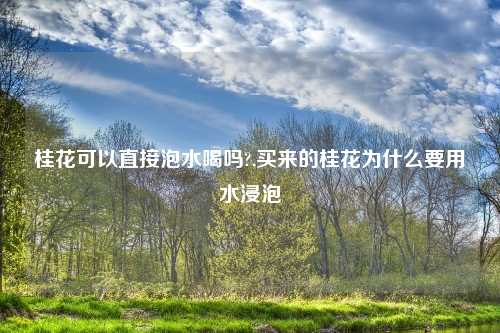 桂花可以直接泡水喝吗?,买来的桂花为什么要用水浸泡