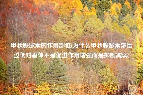 甲状腺激素的作用部位(为什么甲状腺激素浓度过低对垂体不是促进作用增强而是抑制减弱)