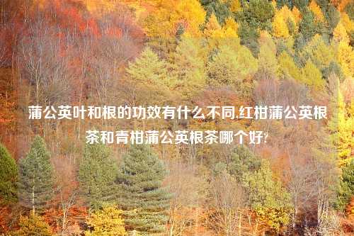 蒲公英叶和根的功效有什么不同,红柑蒲公英根茶和青柑蒲公英根茶哪个好?