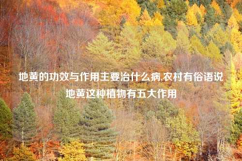地黄的功效与作用主要治什么病,农村有俗语说地黄这种植物有五大作用