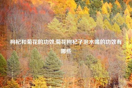 枸杞和菊花的功效,菊花枸杞子泡水喝的功效有哪些