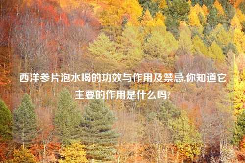 西洋参片泡水喝的功效与作用及禁忌,你知道它主要的作用是什么吗?