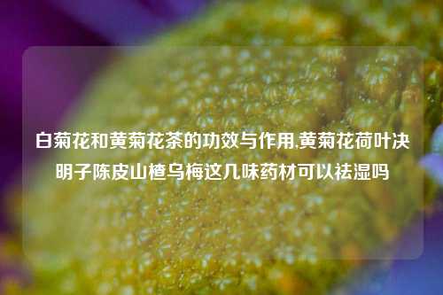 白菊花和黄菊花茶的功效与作用,黄菊花荷叶决明子陈皮山楂乌梅这几味药材可以祛湿吗