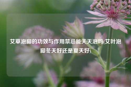 艾草泡脚的功效与作用禁忌能天天泡吗(艾叶泡脚冬天好还是夏天好)