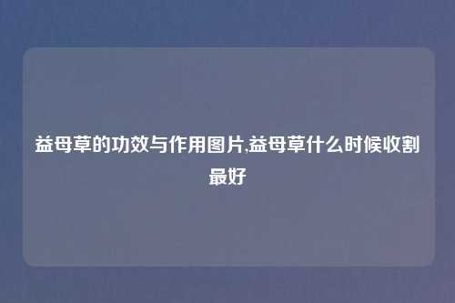 益母草的功效与作用图片,益母草什么时候收割最好