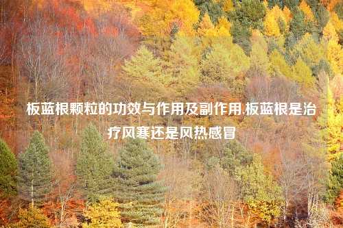 板蓝根颗粒的功效与作用及副作用,板蓝根是治疗风寒还是风热感冒