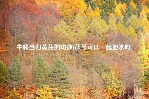 牛膝当归黄芪的功效(茯苓可以一起泡水吗)