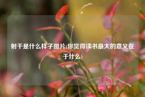 射干是什么样子图片(你觉得读书最大的意义在于什么)