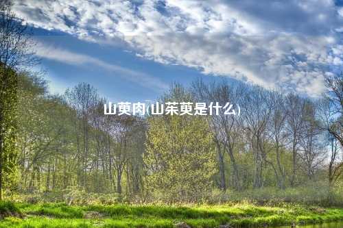 山萸肉(山茱萸是什么)