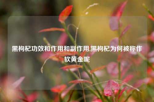 黑枸杞功效和作用和副作用,黑枸杞为何被称作软黄金呢