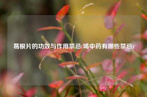 葛根片的功效与作用禁忌(喝中药有哪些禁忌)