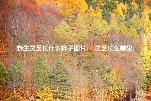 野生灵芝长什么样子图片(焄灵芝长在哪里)