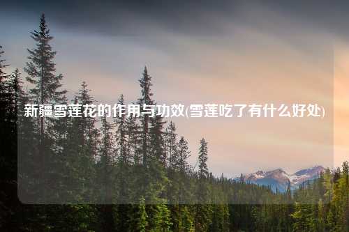 新疆雪莲花的作用与功效(雪莲吃了有什么好处)
