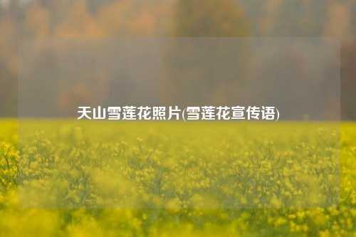 天山雪莲花照片(雪莲花宣传语)