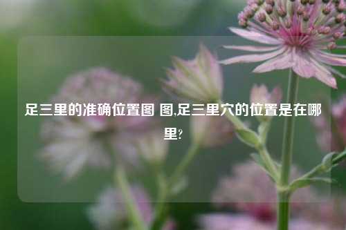 足三里的准确位置图 图,足三里穴的位置是在哪里?