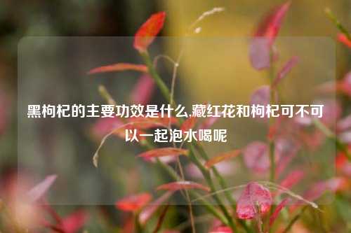 黑枸杞的主要功效是什么,藏红花和枸杞可不可以一起泡水喝呢