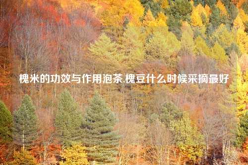 槐米的功效与作用泡茶,槐豆什么时候采摘最好