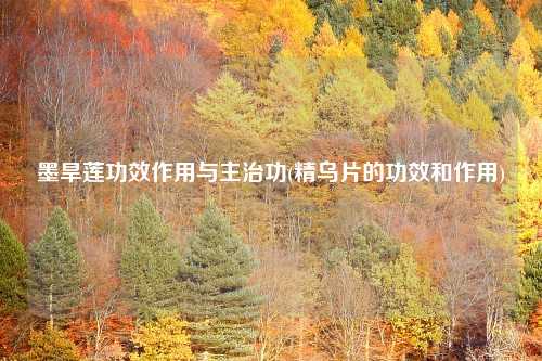 墨旱莲功效作用与主治功(精乌片的功效和作用)
