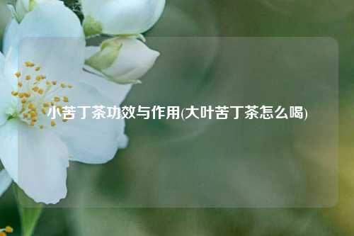 小苦丁茶功效与作用(大叶苦丁茶怎么喝)